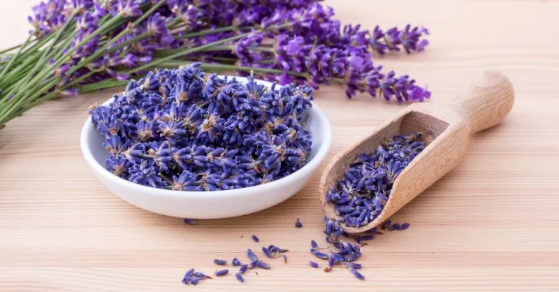 Lavanda — Hierbas
