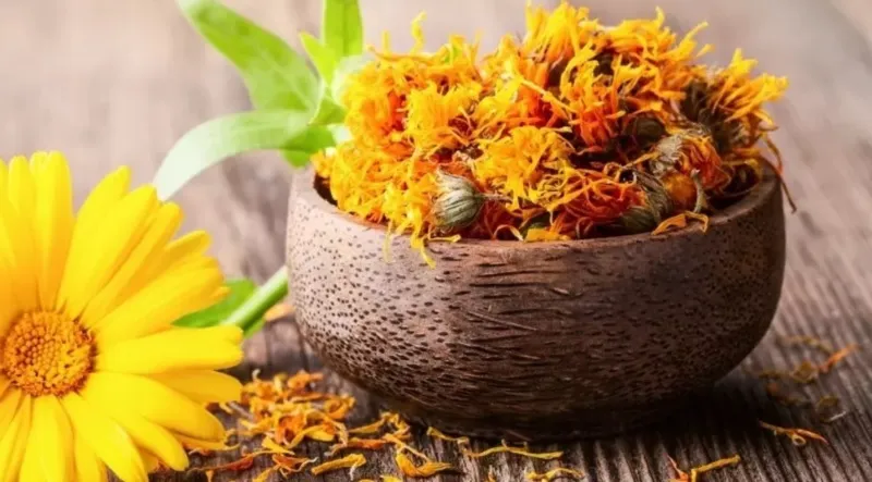 Calendula — Hierbas